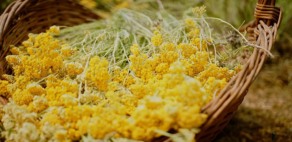 Immortelle: Die Blume der Unsterblichkeit - Diaona